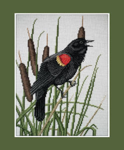 RTed-winged Blackbird