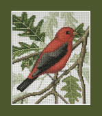 Scartet Tanager S