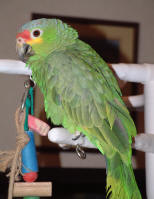 Charlie - Our Red-lored Amazon Parrot