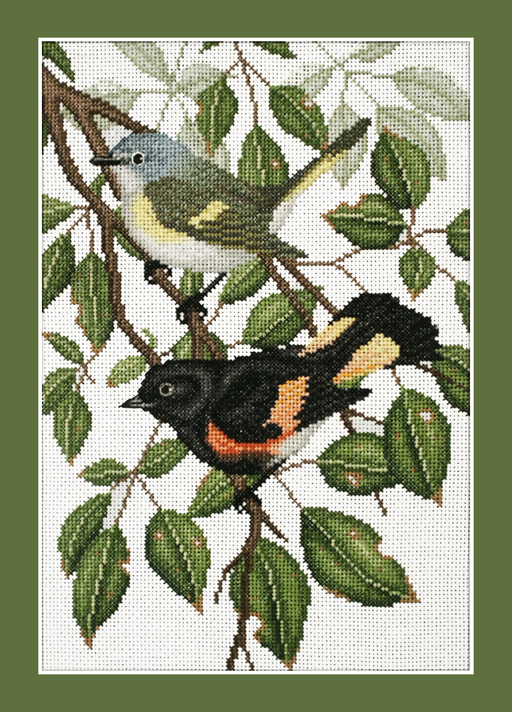 American Redstart 