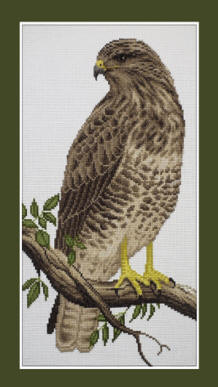 Buzzard