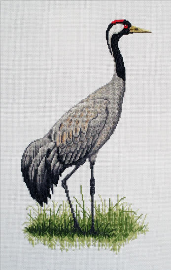 Common Crane