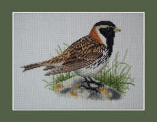 Lapland Bunting