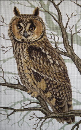Long-eared Owl