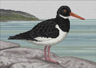 Oystercatcher