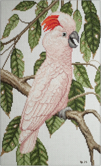 Salmon-crested Cockatoo