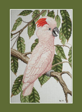 Salmon-cested Cockatoo