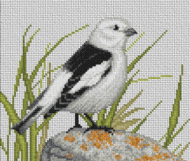 Snow Bunting