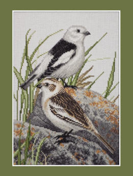 Snow Bunting