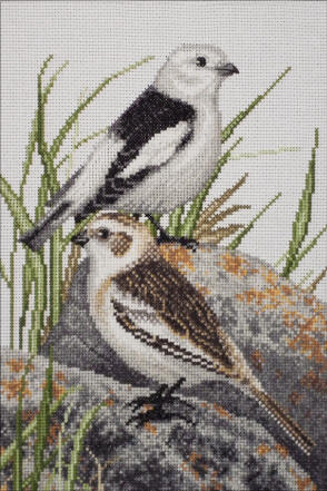 Snow Bunting